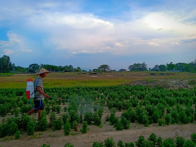 Nở rộ vi phạm huy động vốn dự án ở Quảng Nam ảnh 1