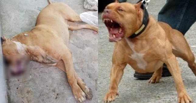 Vụ chó Pitbull cắn chết người ở Long An: Xử lý trách nhiệm chủ nuôi thế nào? ảnh 3