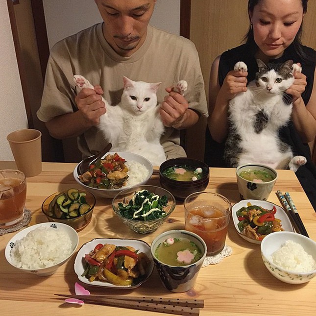 Ngây ngất với cặp đôi mèo dễ thương nhất quả đất ảnh 1