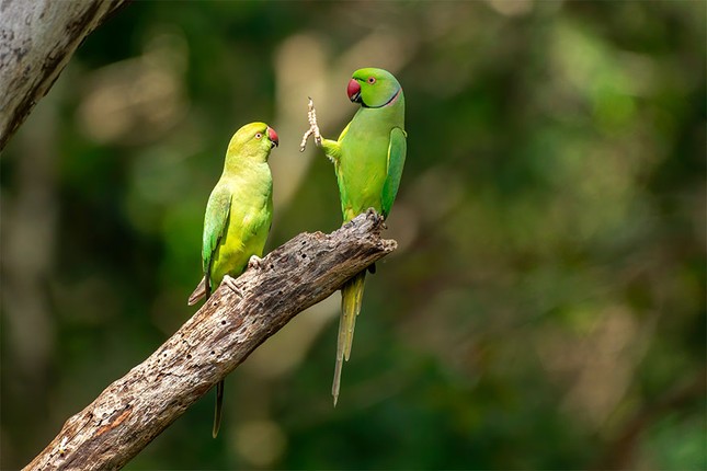 Đề cử giải thưởng Ảnh động vật hoang dã ngộ nghĩnh đáng yêu sẽ khiến bạn "ôm tim"! ảnh 4