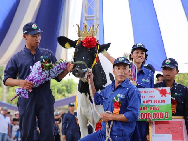 Chăn nuôi bò sữa, đất Mộc Châu có hàng trăm triệu phú ảnh 2