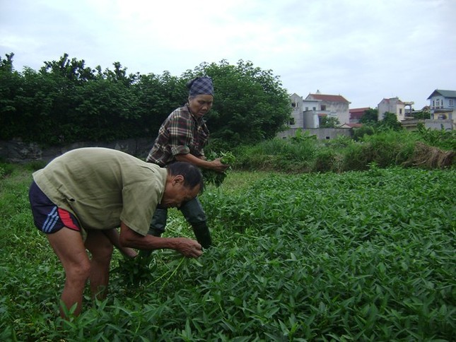 Nông dân kiếm tiền triệu từ rau muống ảnh 1