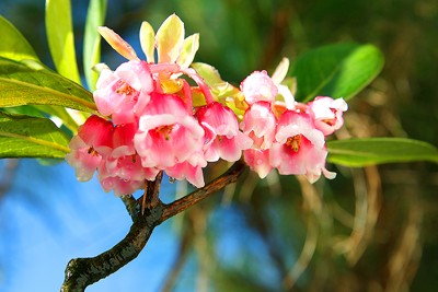 Đón Xuân với đào chuông trên đỉnh Bà Nà ảnh 3