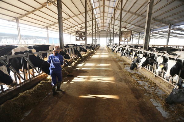 Mocchaumilk nhận Huân chương Lao động Hạng Nhì ảnh 2