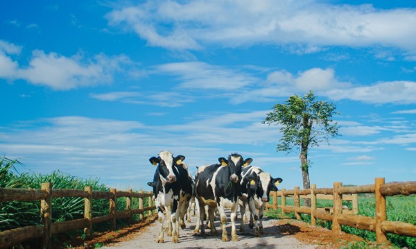 Bước tiến mới trong lĩnh vực Organic của ngành sữa ảnh 5