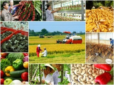 Hiện thực hóa chính sách khuyến khích DN đầu tư vào nông nghiệp ảnh 2