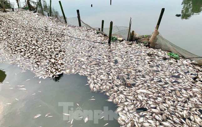 Cá chết trắng mặt sông, nghi do nước thải khu công nghiệp ảnh 1