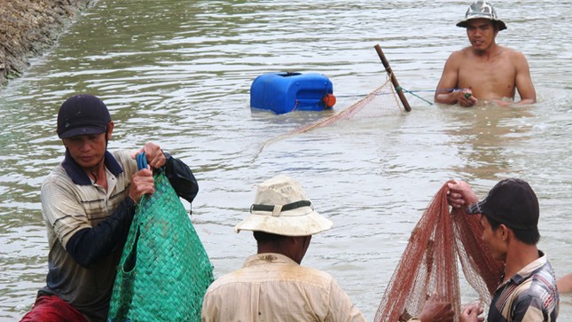 Phá mía, nuôi tôm: Đánh cược với rủi ro ảnh 3