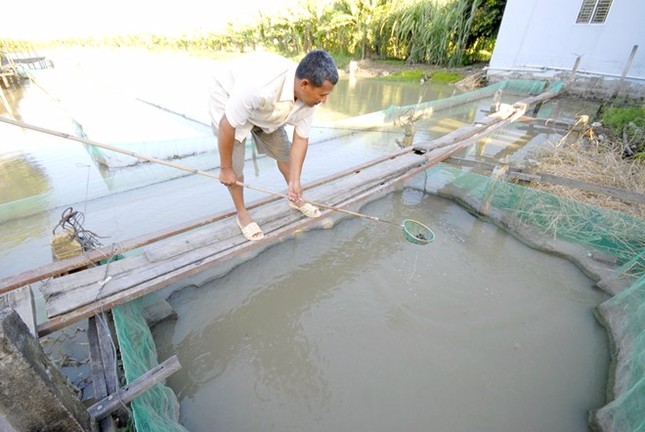 Nông dân miền Tây được mùa cá lóc ảnh 2