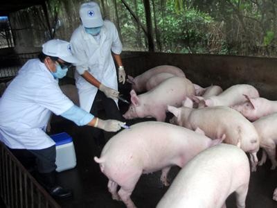 Lập 7 vùng an toàn phòng dịch bệnh phục vụ xuất khẩu ảnh 1