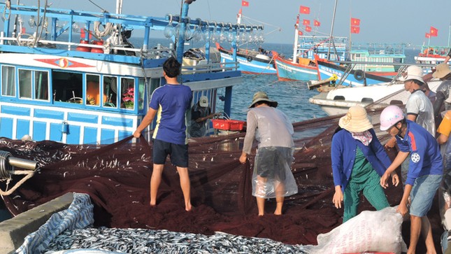 Ngư dân Lý Sơn trúng 'lộc biển' đầu năm ảnh 2