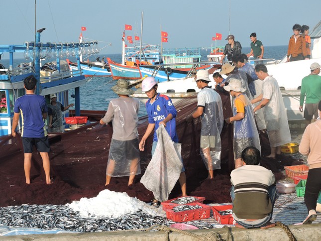 Ngư dân Lý Sơn trúng 'lộc biển' đầu năm ảnh 3