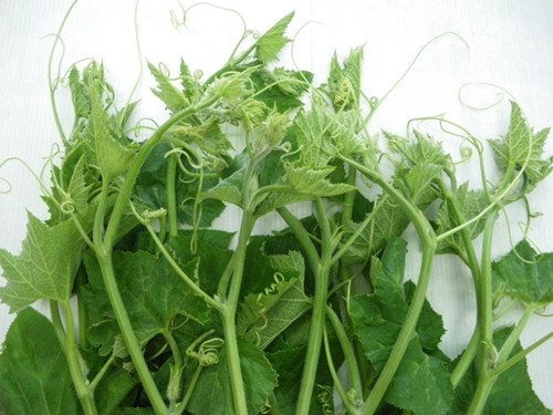 Cách phát hiện rau xanh ngậm thuốc 'kích phọt' ảnh 2