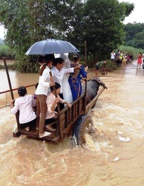 Chú rể vượt nước lũ, rước dâu bằng... xe trâu ảnh 1