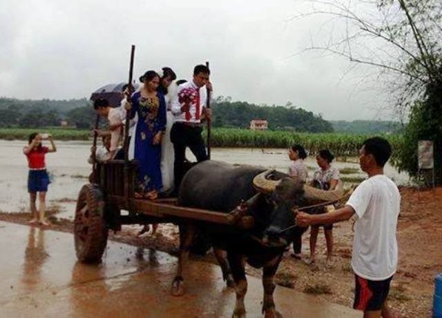 Chú rể vượt nước lũ, rước dâu bằng... xe trâu ảnh 2