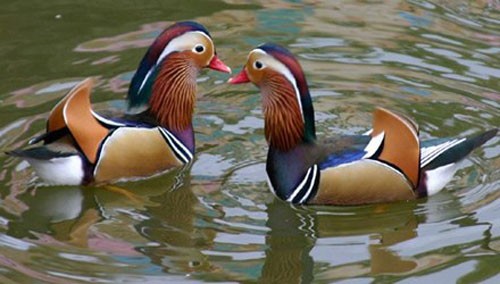 Những loại gia cầm 'bạc triệu' được săn tìm dịp Tết ảnh 4