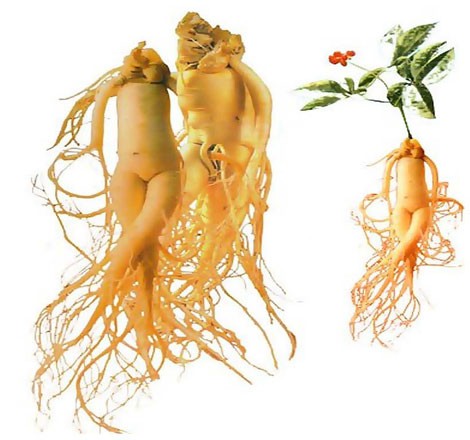Chuyện ly kỳ về biệt đội tìm sâm quý của Vua Gia Long ảnh 1