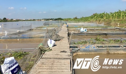 Bí ẩn trắm đen khổng lồ, nặng 3 tạ ở sông Kinh Môn ảnh 1