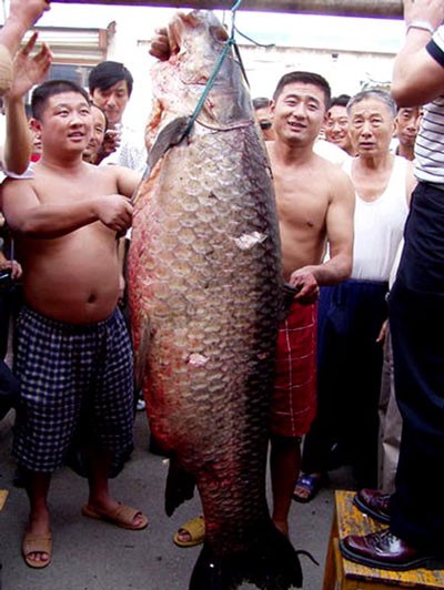 Bí ẩn trắm đen khổng lồ, nặng 3 tạ ở sông Kinh Môn ảnh 2