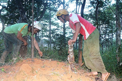 Đi săn đặc sản trong lòng đất ảnh 1