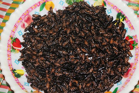Đi săn đặc sản trong lòng đất ảnh 4