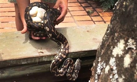 Video 'hot': Thanh niên câu được lươn 'khủng' dài 70 cm ở Tiền Giang ảnh 5