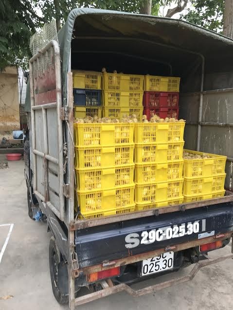 Bắt hàng vạn gia cầm giống nhập lậu từ Trung Quốc ảnh 1