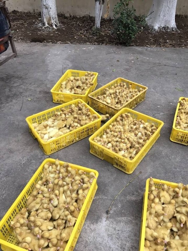 Bắt hàng vạn gia cầm giống nhập lậu từ Trung Quốc ảnh 2