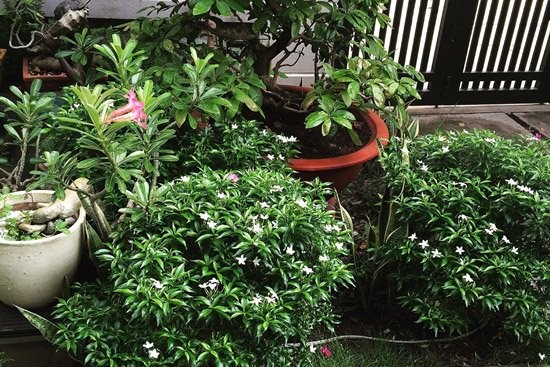Cận cảnh nhà vườn 300m2 của Cao Thái Sơn ảnh 6