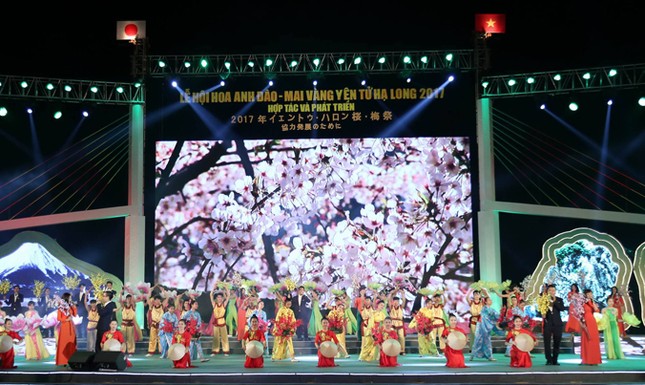 Hoa Anh Đào - Mai vàng Yên Tử khoe sắc bên bờ di sản vịnh Hạ Long ảnh 1