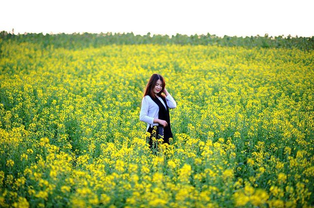 Những địa điểm chụp hoa cải đẹp tại Hà Nội giới trẻ phải biết ảnh 3