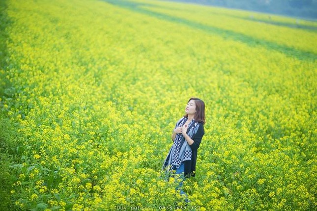 Những địa điểm chụp hoa cải đẹp tại Hà Nội giới trẻ phải biết ảnh 5