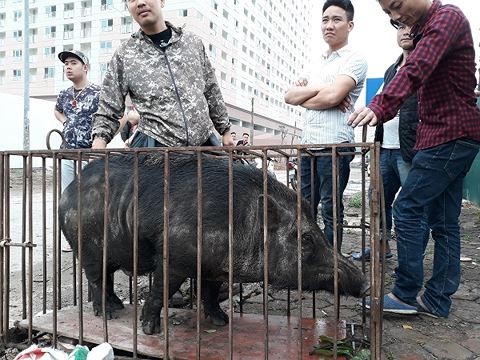 Chó săn và lợn rừng 'tử chiến': Hành động đầy phản cảm, nguy hiểm ảnh 1