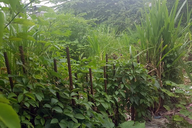Kiểm tra bãi xe lậu trên khu đất 10.000m2 giữa Thủ đô ảnh 8