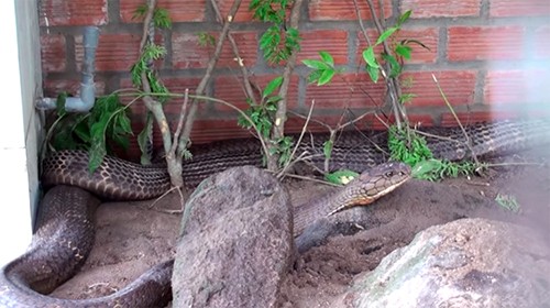 An Giang xác minh thông tin cặp rắn hổ 60 kg bắt được ở núi Cấm ảnh 1