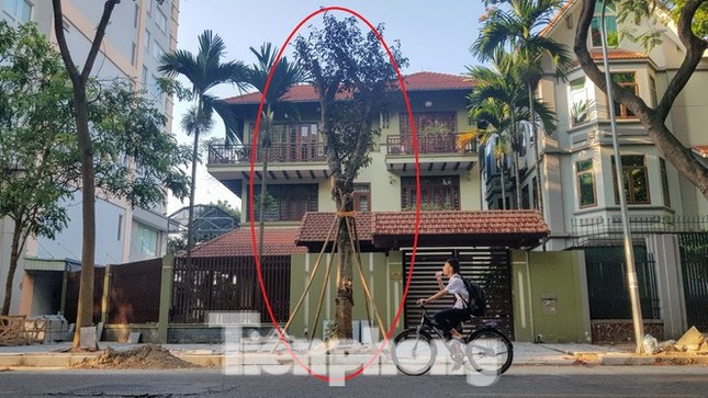Vụ chủ biệt thự tự ý chặt cây, lát vỉa hè trái phép: Xử lý trách nhiệm cán bộ ảnh 1