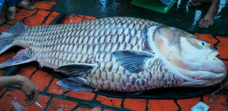 Cào lưới trên sông, ngư dân bắt được cá hô 'khổng lồ' ảnh 1