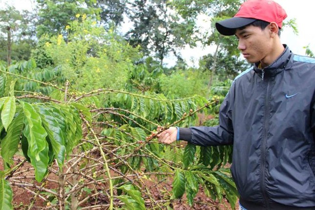 Sáng kiến quét sạch trộm cà phê ảnh 1