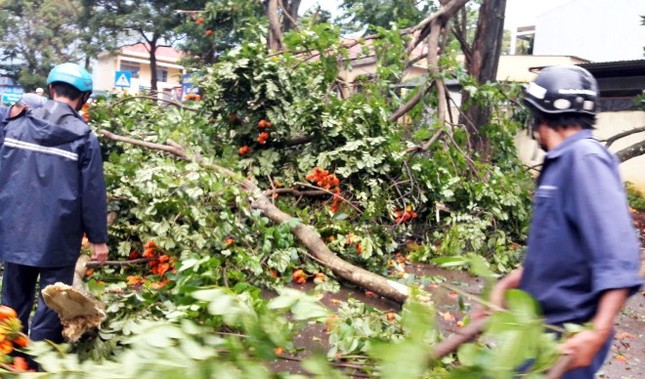 Lốc xoáy khiến hàng trăm cây xanh gãy cành, bật gốc ảnh 1