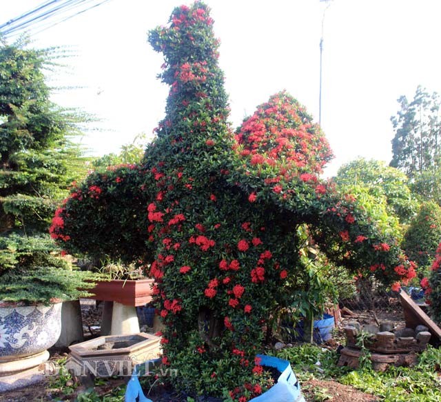 Tết Đinh Dậu “sốt” với những nông sản in, khắc hình gà ảnh 5