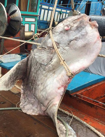 Ngư dân Nghệ An bắt được cá mặt trăng gần 1 tấn ảnh 1