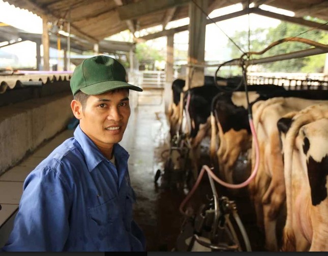 Hiếm có Việt Nam: Thị trấn 600 tỷ phú, lái ôtô dạo thăm bò ảnh 2