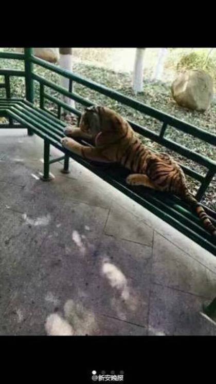Huy động cảnh sát đặc biệt để bắt... thú nhồi bông ảnh 2