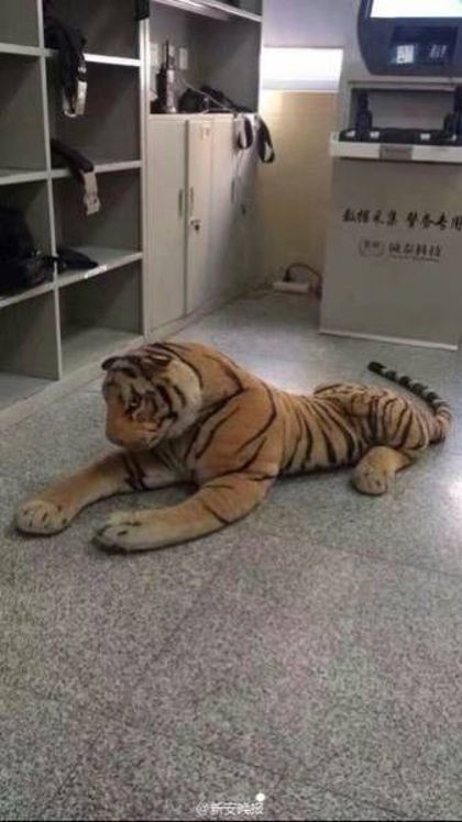 Huy động cảnh sát đặc biệt để bắt... thú nhồi bông ảnh 5