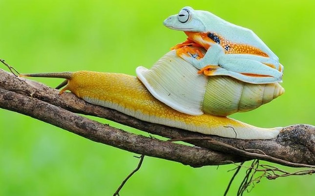 Khoảng khắc kỳ thú khi động vật thích “quá giang“ ảnh 17