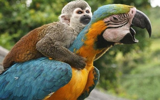 Khoảng khắc kỳ thú khi động vật thích “quá giang“ ảnh 1