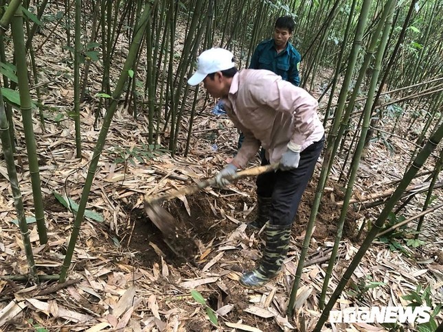 Kỳ thú chuyện săn lùng loài chuột khổng lồ trong rừng tây Yên Tử ảnh 1