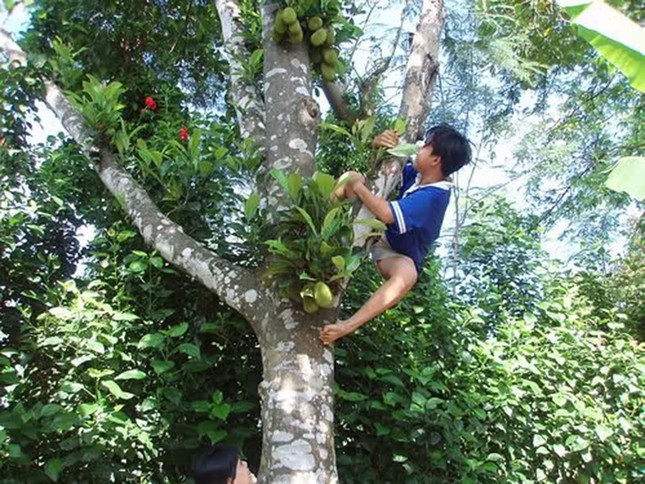 Tục lệ nào được làm trong ngày Tết Đoan Ngọ?