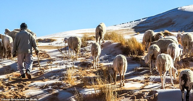 Ngỡ ngàng bộ ảnh tuyết phủ sa mạc Sahara đẹp như mơ ảnh 3