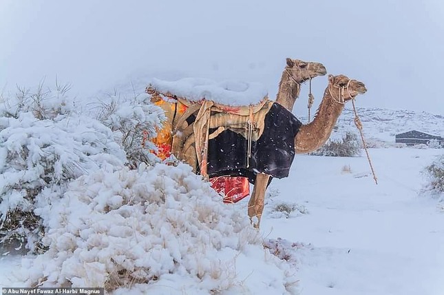 Ngỡ ngàng bộ ảnh tuyết phủ sa mạc Sahara đẹp như mơ ảnh 7